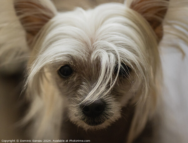 Chinese Crested Puppy Picture Board by Dominic Gareau
