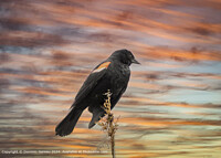 Click to show how this picture will look as a piece of wall art