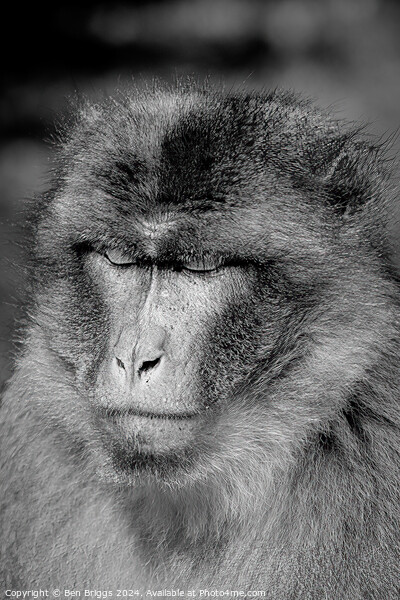 Monkey (Barbary macaque) Picture Board by Ben Briggs