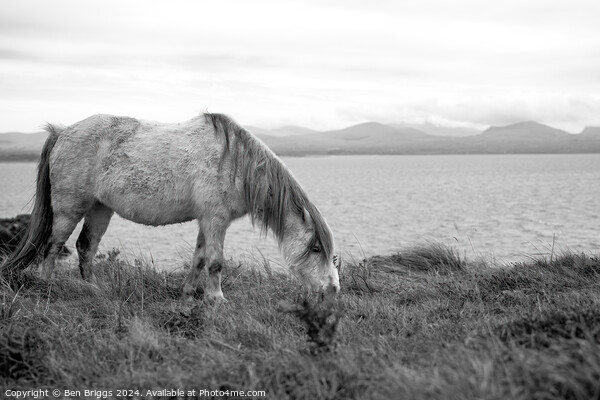 A wild horse on a cliff Picture Board by Ben Briggs