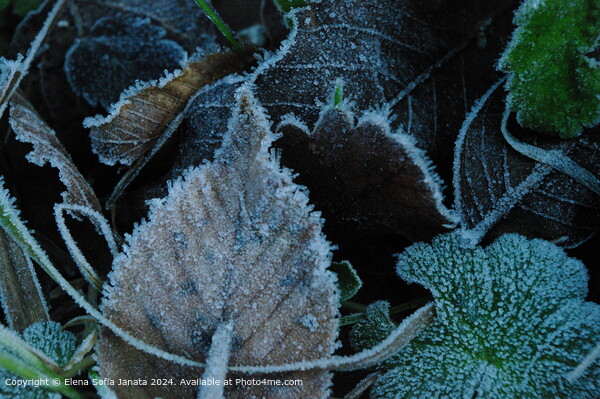 Frozen Leaf Textures in Fiastra Picture Board by Elena Sofia Janata