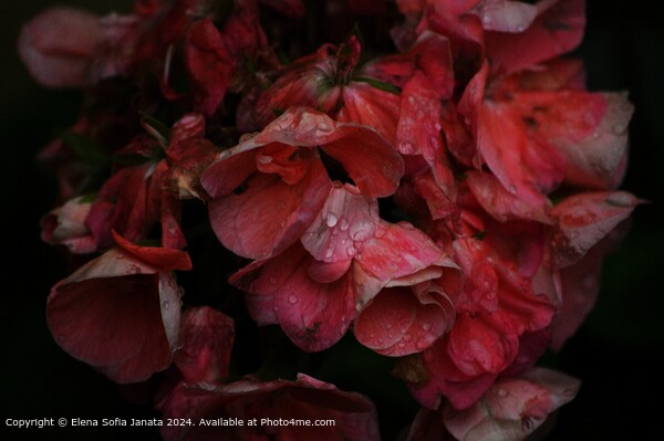 Pink Geraniums Raindrops Picture Board by Elena Sofia Janata