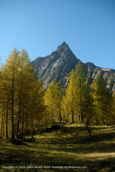 Yellow Forest at Alpe Devero Picture Board by Elena Sofia Janata