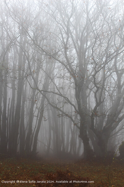 Ancient Beech Forest Mist Picture Board by Elena Sofia Janata