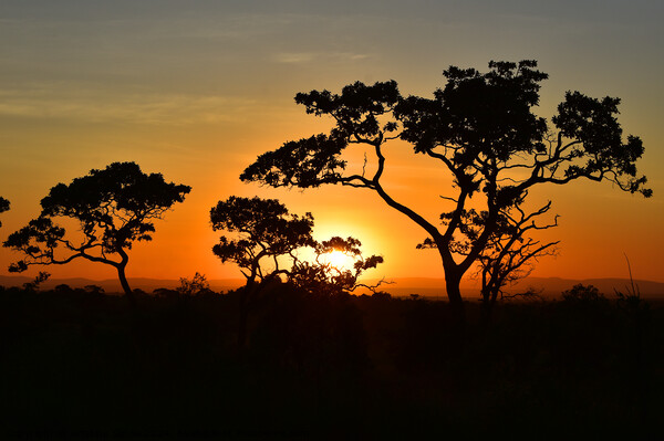 Sunrise in Serengeti Picture Board by Kristine Sipola