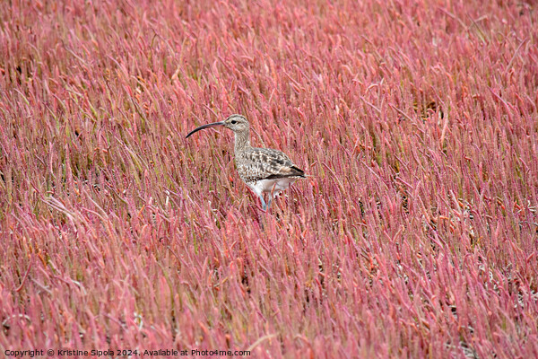 Curlew in a pink field Picture Board by Kristine Sipola
