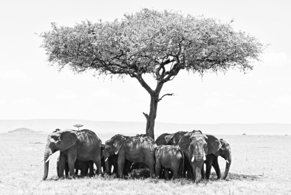 Elephants under Umbrella Tree in Serengeti. Picture Board by Kristine Sipola