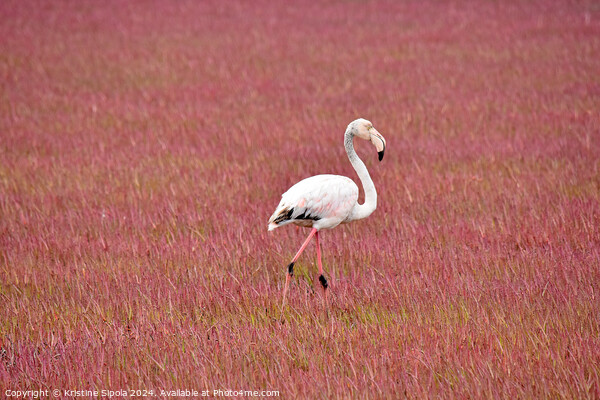 Greater Flamingo in Walvis Bay Picture Board by Kristine Sipola