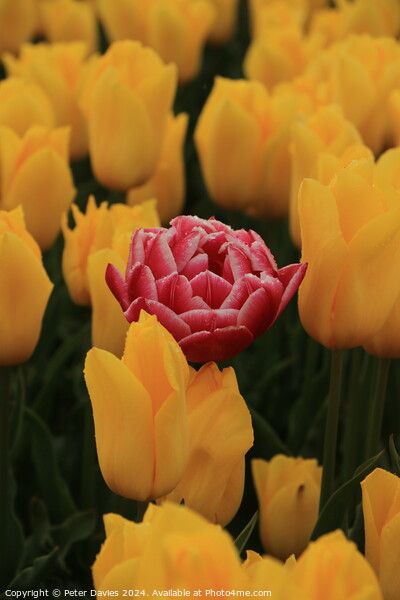 Single soft red tulip Picture Board by Peter Davies