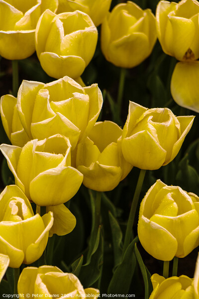 Soft yellow tulips Picture Board by Peter Davies