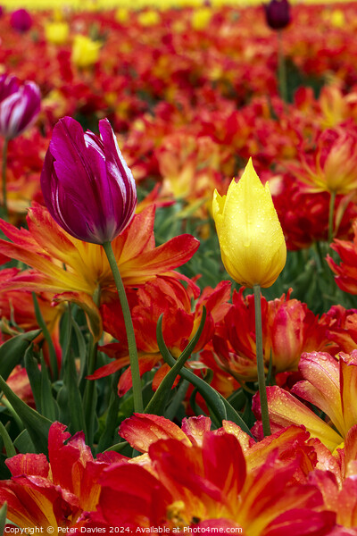 Colourful Tulips Picture Board by Peter Davies