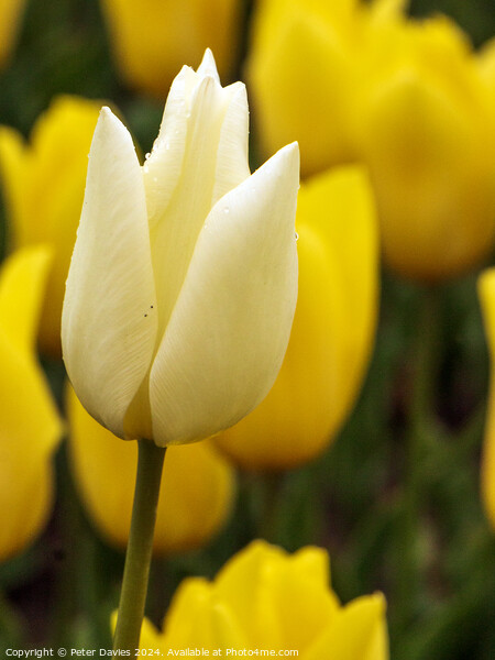 Beautiful white tulip Picture Board by Peter Davies