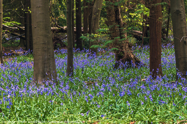 bluebells in a forest glade Picture Board by Peter Davies