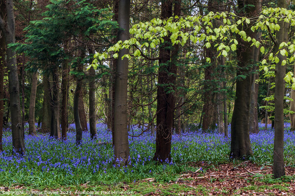 bluebells in spring Picture Board by Peter Davies