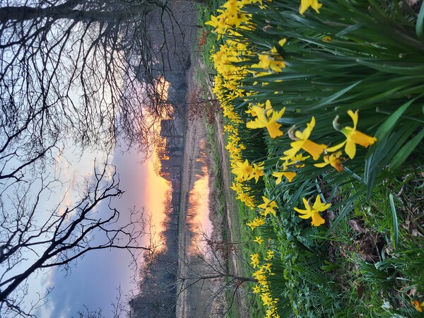 Daffodils at sunset Picture Board by Barbora Sebestova