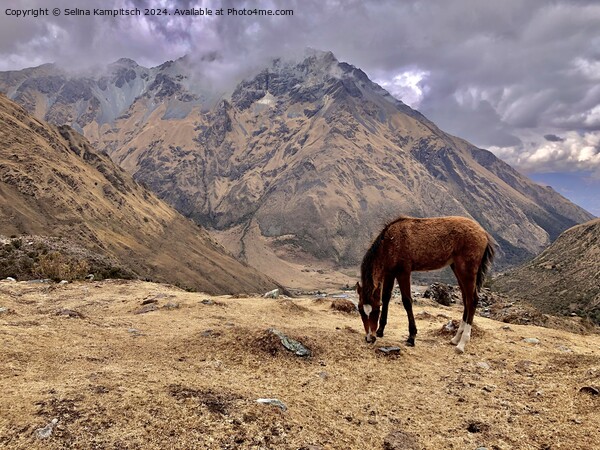 In the peruvian mountains Picture Board by Selina Kampitsch