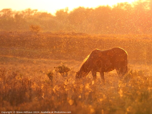 New forest pony at sunset  Picture Board by Steve Aldhous