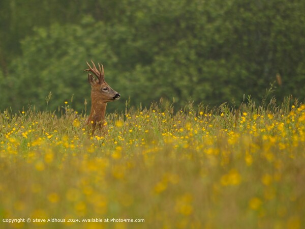 Roebuck Deer in the meadow Picture Board by Steve Aldhous