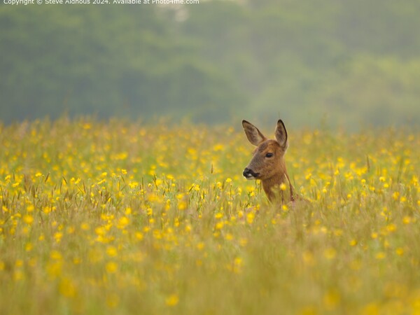 Doe deer in meadow  Picture Board by Steve Aldhous