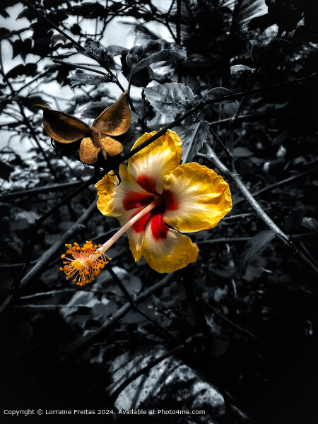 Hibiscus Flower Picture Board by Lorraine Freitas