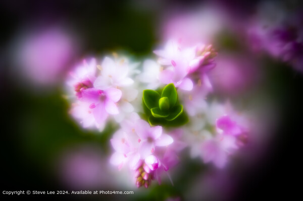 Blurry Bloom Picture Board by Steve Lee