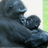 Buy canvas prints of Female Gorilla and baby  by PhotoStock Israel