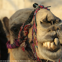 Buy canvas prints of portrait of a camel by PhotoStock Israel