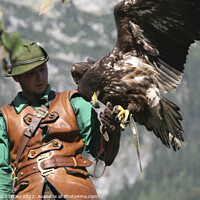 Buy canvas prints of Austria falcon show by PhotoStock Israel