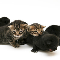 Buy canvas prints of one week old kittens by PhotoStock Israel