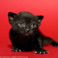 Buy canvas prints of kitten  by PhotoStock Israel