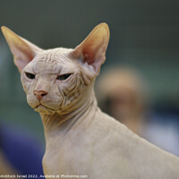 Buy canvas prints of Sphynx Hairless cat by PhotoStock Israel
