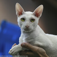 Buy canvas prints of white Cornish Rex by PhotoStock Israel