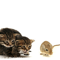 Buy canvas prints of Kittens and mouse  by PhotoStock Israel
