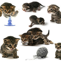Buy canvas prints of one week old kitten by PhotoStock Israel