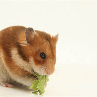 Buy canvas prints of curious hamster by PhotoStock Israel