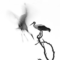 Buy canvas prints of A couple of Storks by PhotoStock Israel