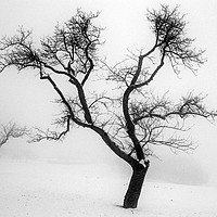 Buy canvas prints of A tree in the snow by PhotoStock Israel