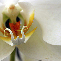 Buy canvas prints of Close up of an Orchid by PhotoStock Israel