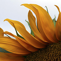Buy canvas prints of Sunflower by PhotoStock Israel