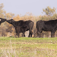 Buy canvas prints of A herd of wild Water Buffaloes by PhotoStock Israel