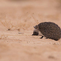 Buy canvas prints of Desert Hedgehog (Paraechinus aethiopicus)  by PhotoStock Israel