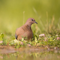 Buy canvas prints of Laughing dove (Streptopelia senegalensis) by PhotoStock Israel