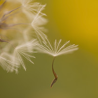 Buy canvas prints of The seed head of a Crepis palaestina by PhotoStock Israel
