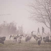 Buy canvas prints of Common crane (Grus grus)  by PhotoStock Israel
