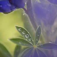 Buy canvas prints of Blue lupin in the rain  by PhotoStock Israel