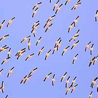 Buy canvas prints of large flock of pelicans in flight  by PhotoStock Israel