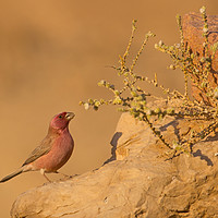 Buy canvas prints of male Sinai Rosefinch (Carpodacus synoicus)  by PhotoStock Israel