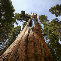 Buy canvas prints of Giant Sequoia (Redwood) trees  by PhotoStock Israel