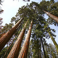 Buy canvas prints of Giant Sequoia (Redwood) trees  by PhotoStock Israel