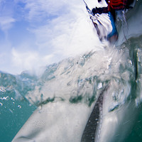 Buy canvas prints of tagging a sandbar shark (Carcharhinus plumbeus)  by PhotoStock Israel